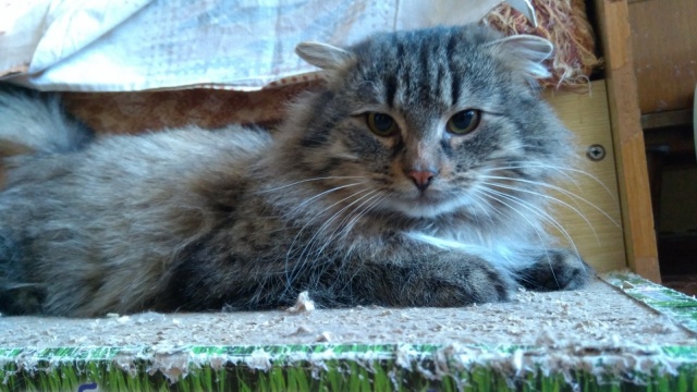 Приёмник для животных - 1.jpg